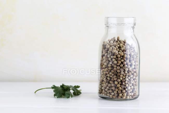 Семена кориандра в стеклянной банке — стоковое фото