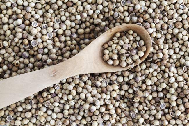 Coriander seeds and wooden spoon — Stock Photo
