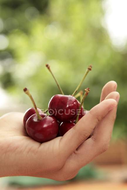 Human hand holding cherries — Stock Photo