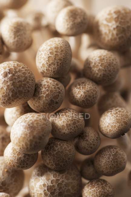 Fresh brown shimeji mushrooms — Stock Photo