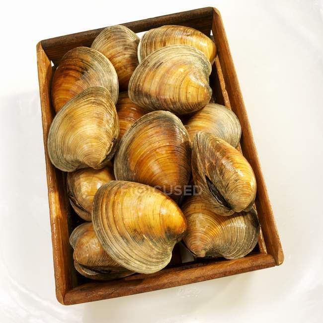 Closeup view of Big Neck clams in crate — Stock Photo