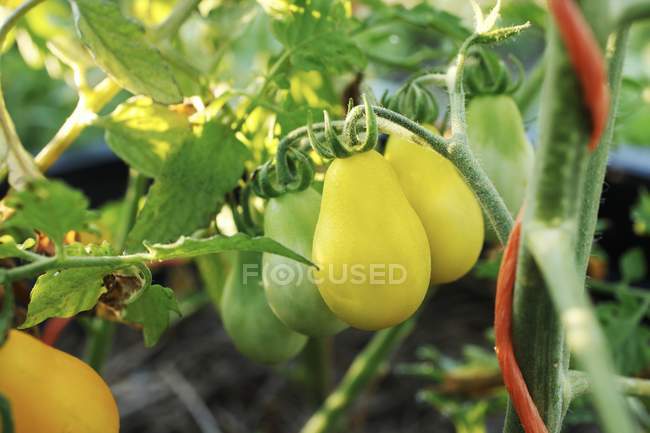Tomates poires jaunes — Photo de stock