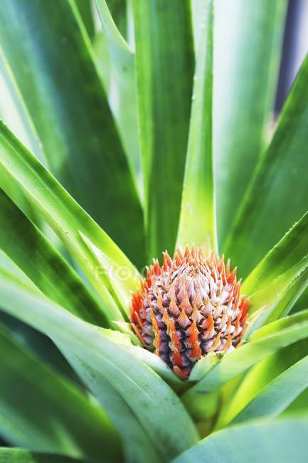 Baby Pineapple Plant — Stock Photo