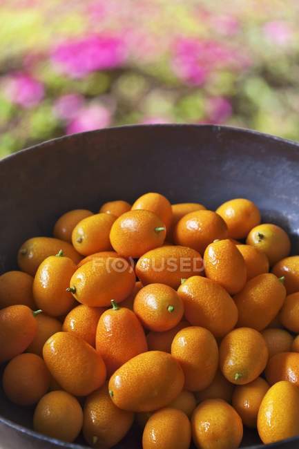 Bowl of Fresh Kumquats — Stock Photo