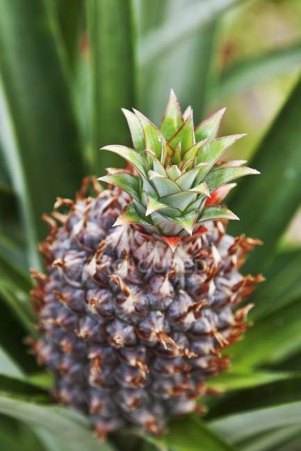 Closeup view of unripe pineapple on the plant — Stock Photo