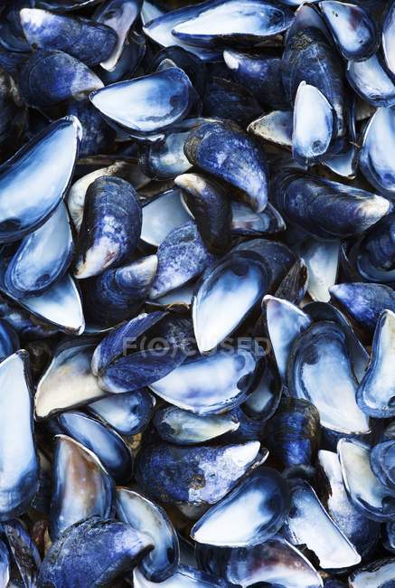 Top view of mussel shells heap — Stock Photo