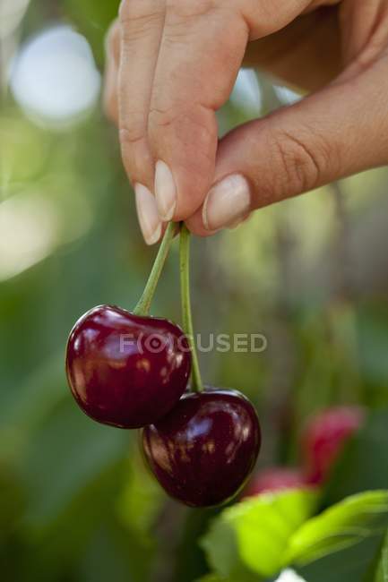 Feamle mão segurando cerejas — Fotografia de Stock