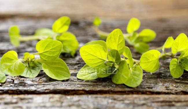 Fresh Oregano leaves — Stock Photo