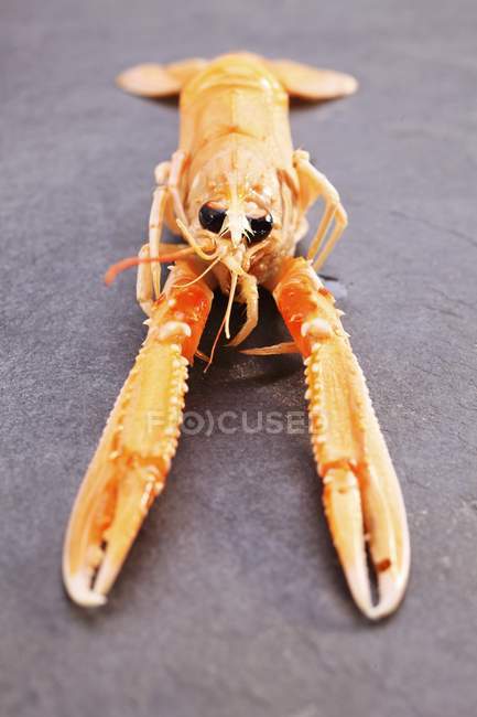 Closeup front view of one Norway lobster on black surface — Stock Photo