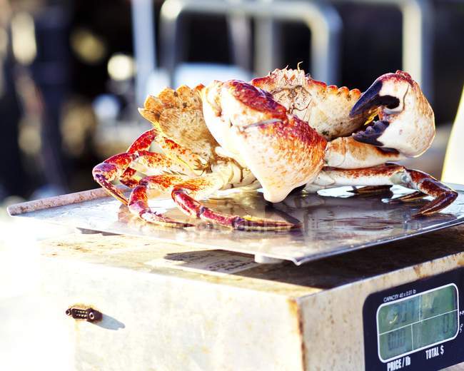 Vue rapprochée d'un crabe commun à l'échelle — Photo de stock