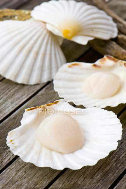 Closeup view of scallops on shells and wooden surface — Stock Photo