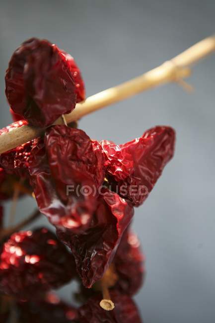 Poivrons rouges séchés — Photo de stock