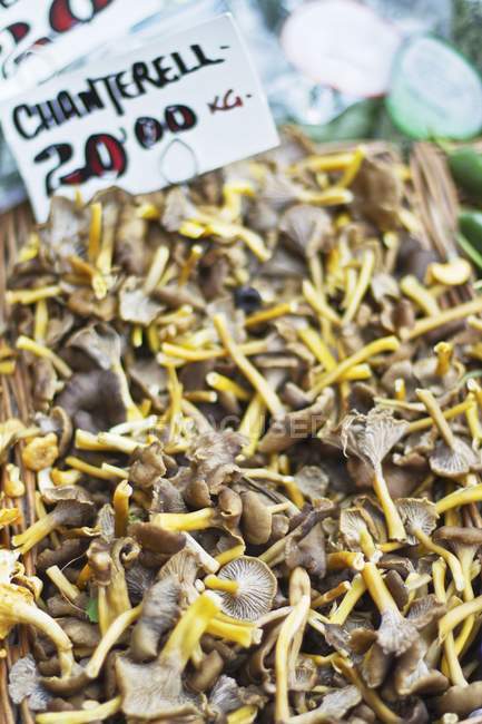 Fresh chanterelle mushrooms — Stock Photo