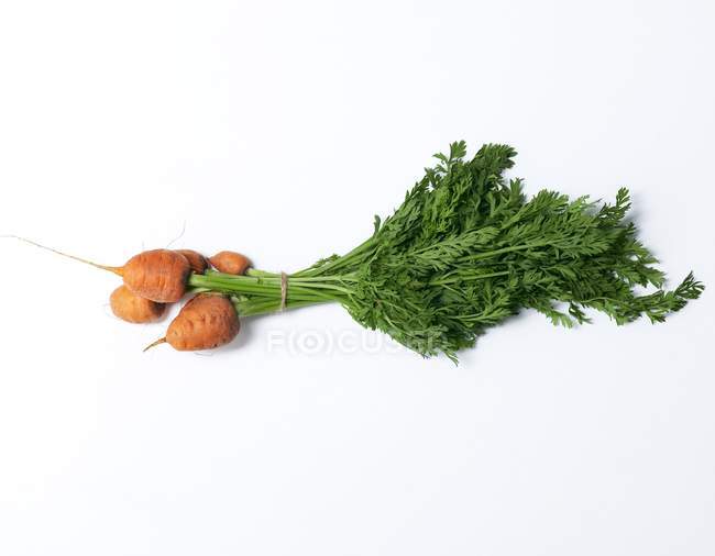 Bébé carottes avec tiges — Photo de stock