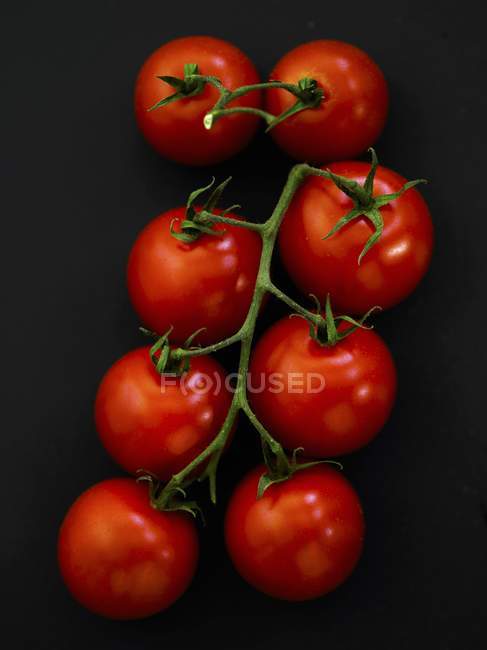 Vine of red tomatoes — Stock Photo