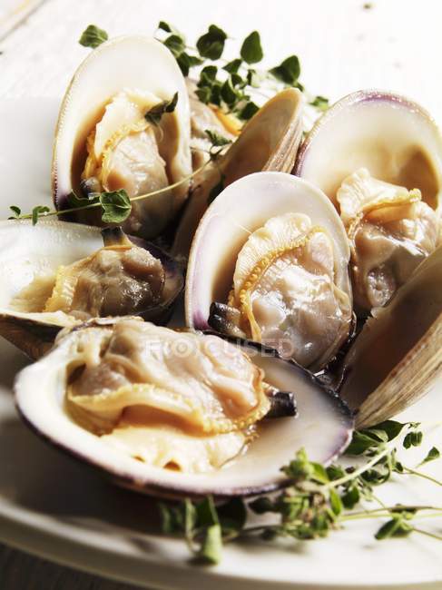 Closeup view of steamed Middle Neck clams with sprigs of fresh Oregano — Stock Photo