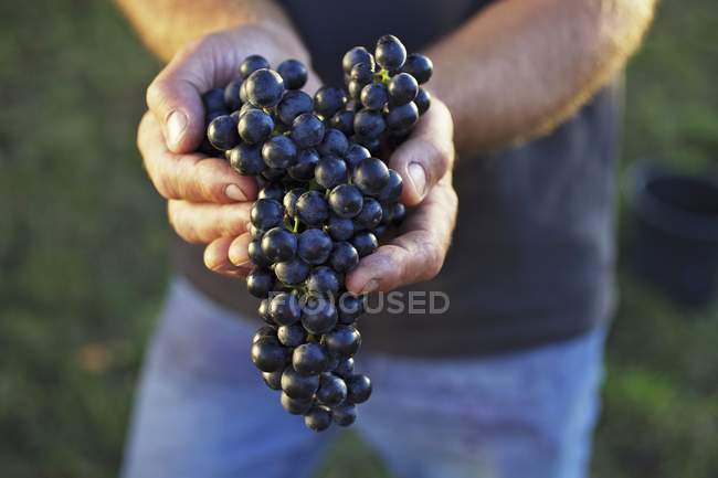 Homem segurando uvas vermelhas — Fotografia de Stock