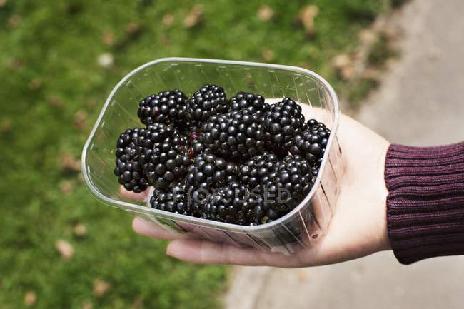 Hand holding punnet of fresh blackberries — Stock Photo