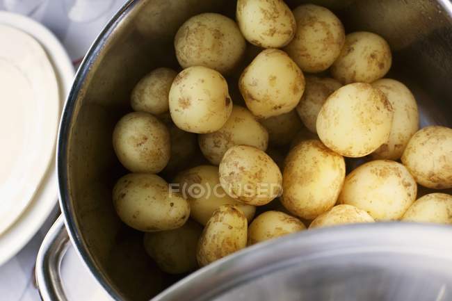 Olla de patatas nuevas - foto de stock
