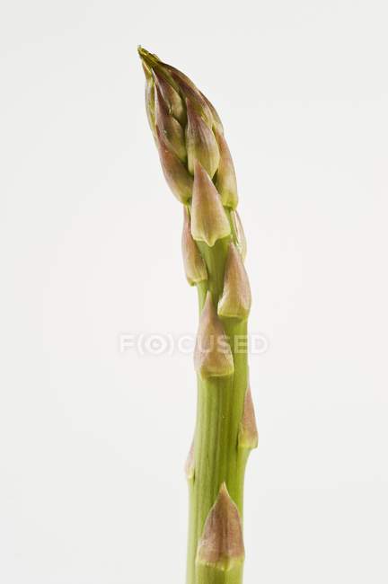 Lancia di asparagi verdi — Foto stock