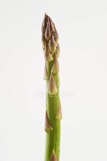 Lance d'asperges vertes — Photo de stock