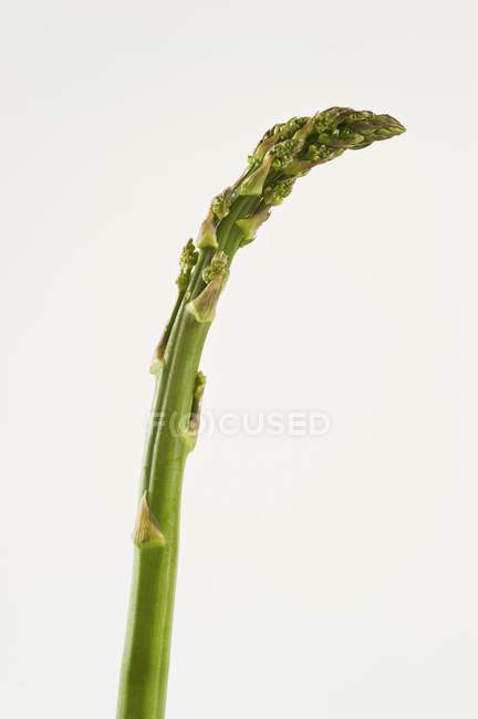 Lance d'asperges vertes — Photo de stock