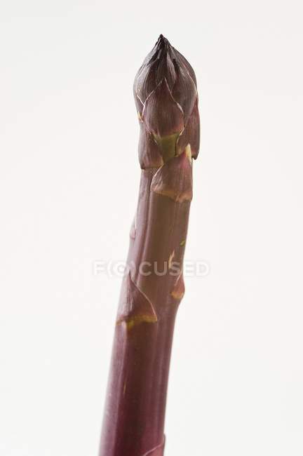 Spear of purple asparagus — Stock Photo