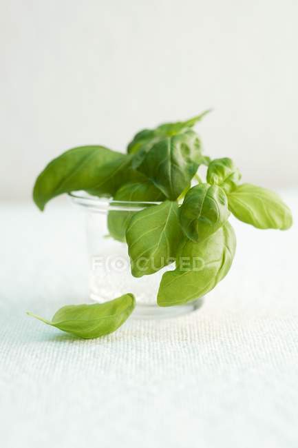 Albahaca verde fresca en vidrio - foto de stock