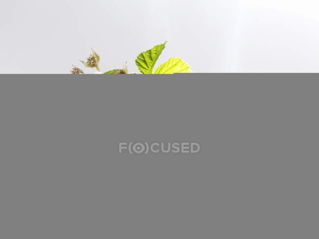 Малина з листям і квітами — стокове фото