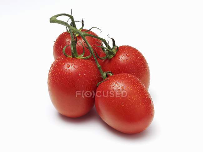 Чотири вологих помідори з лозою — стокове фото