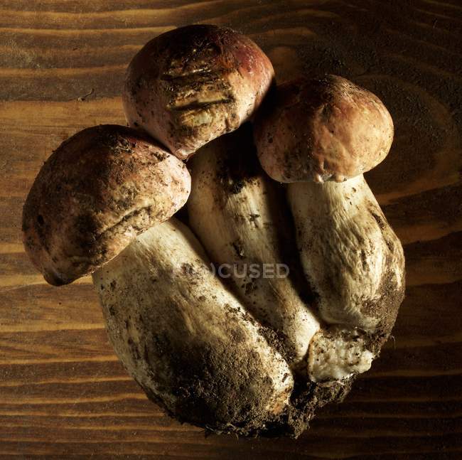 Свіжі cep гриби — стокове фото