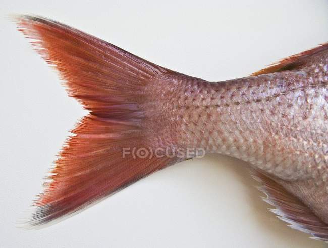 Aleta de cola de pescado fresco - foto de stock