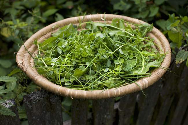 Свіжі трави в плетеному кошику на садовому паркані — стокове фото