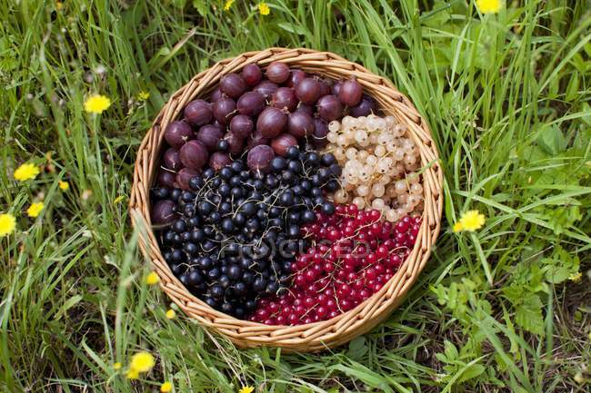 Ribes e uva spina in cesto — Foto stock