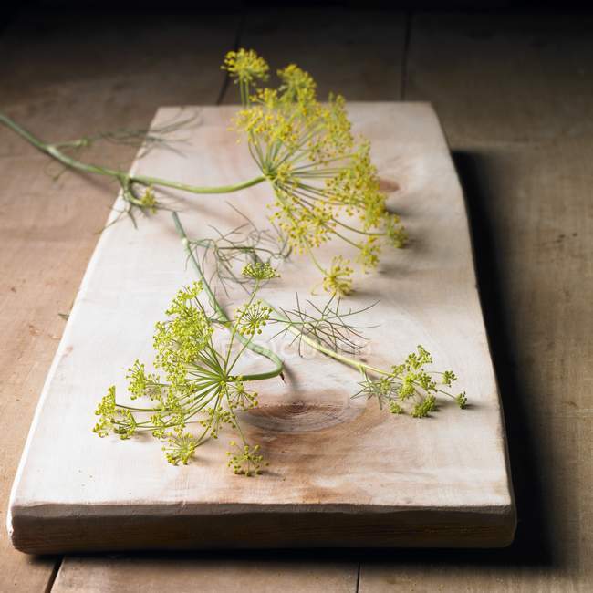 Aneth fleurs fraîches — Photo de stock