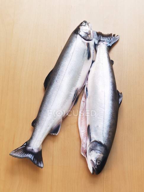 Fresh whole char fish — Stock Photo