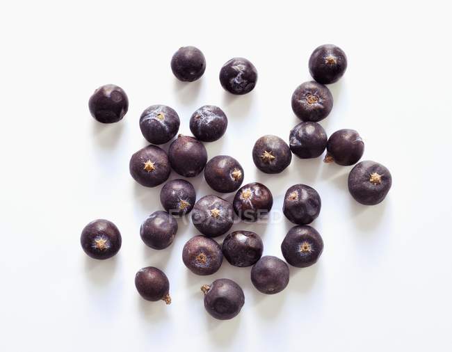 Fresh Juniper berries — Stock Photo