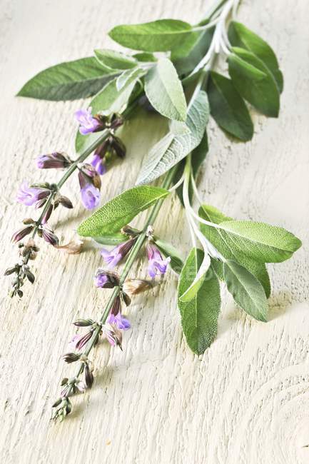 Fresh Sage with flowers — Stock Photo