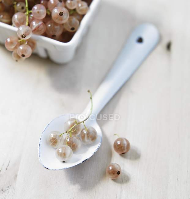 Ribes bianco biologico — Foto stock