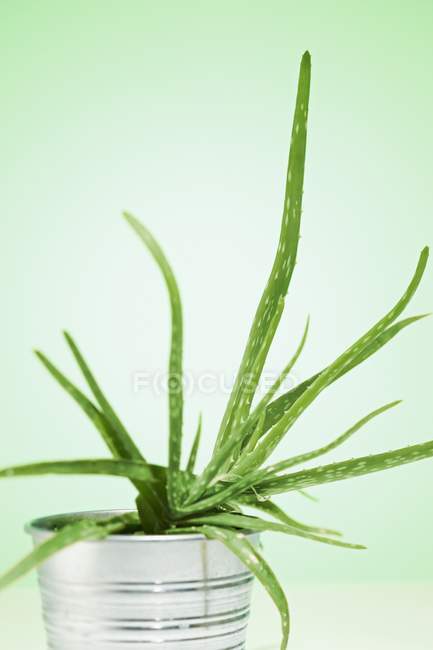 Aloe vera in una pentola — Foto stock