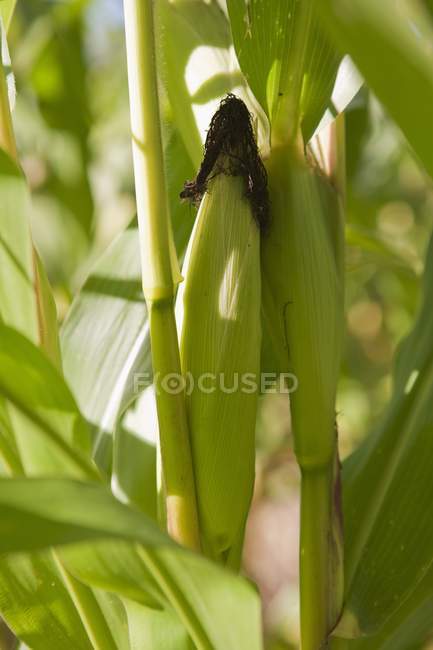 Primo piano vista diurna di una pannocchia di mais verde sulla pianta — Foto stock