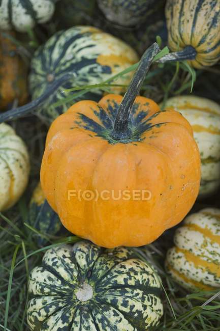 Assorted ornamental gourds stacked outdoors — Stock Photo