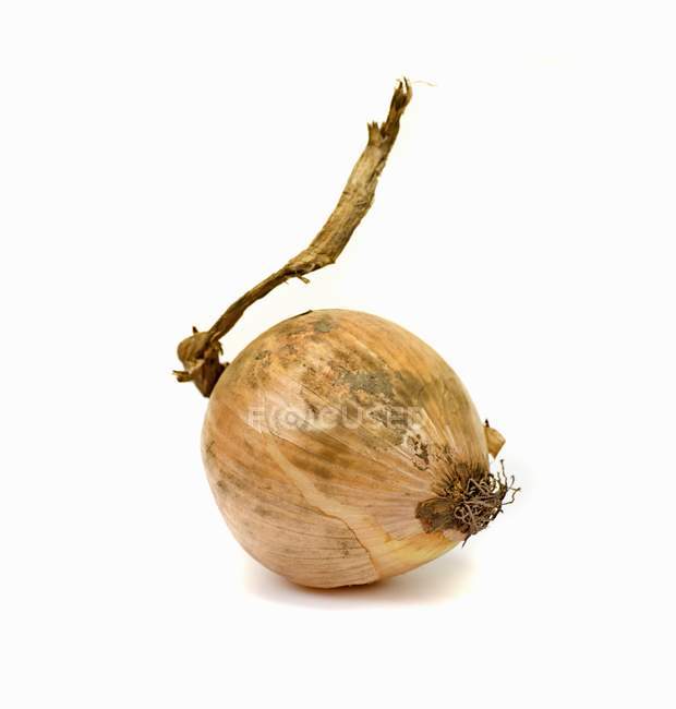 Onion on white background — Stock Photo
