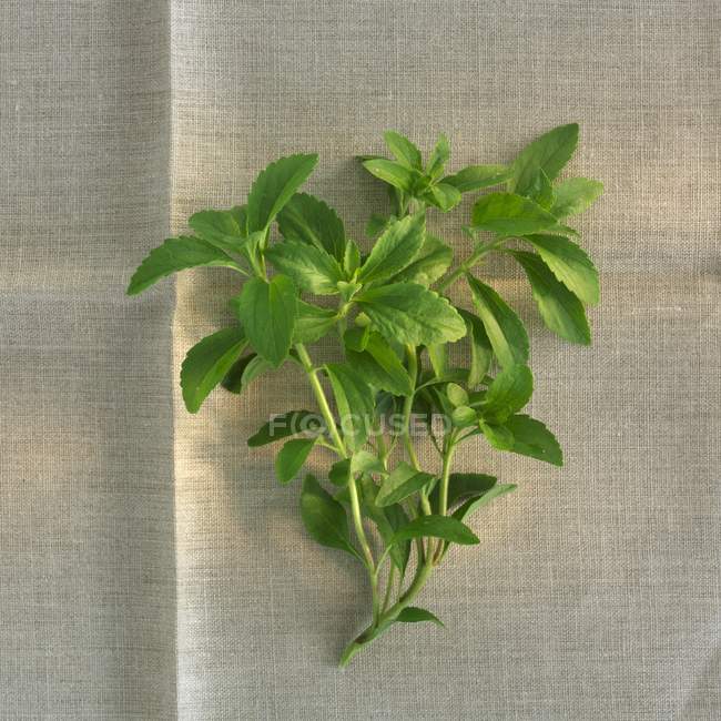 Primer plano vista superior de una ramita de Stevia fresca sobre un paño de lino - foto de stock