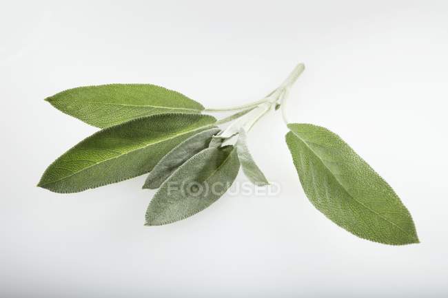 Свежие листья мудреца — стоковое фото