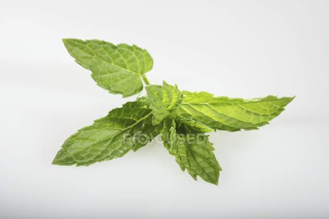 Fresh Moroccan mint sprig — Stock Photo