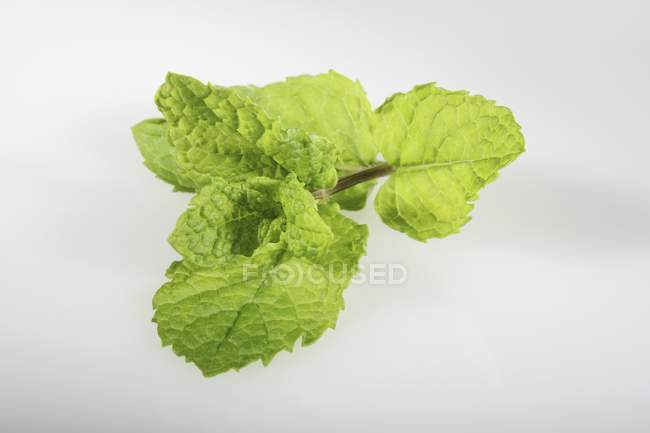Fresh Mojito mint sprig — Stock Photo