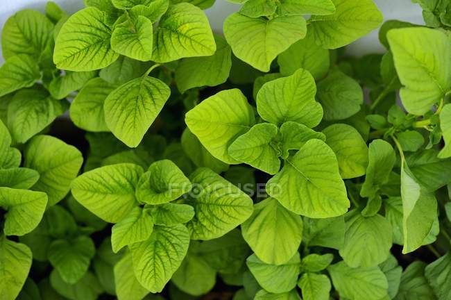 Thai spinach growing on field — Stock Photo