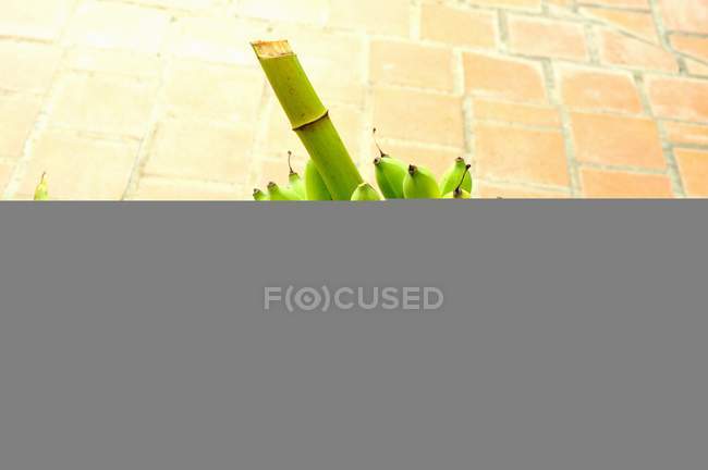 Bouquet de bananes vertes — Photo de stock