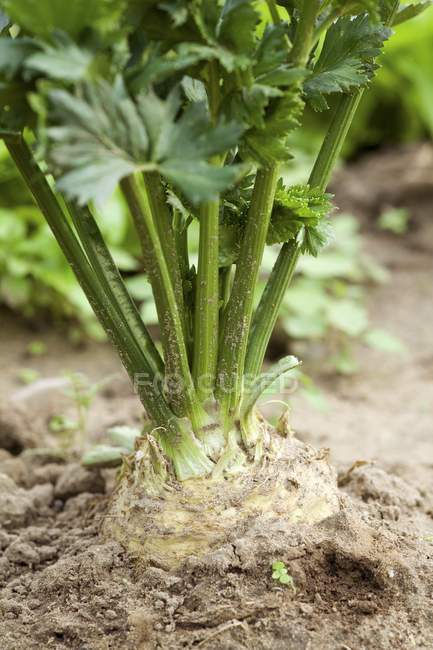 Celeriac растет на открытом воздухе в поле в дневное время — стоковое фото